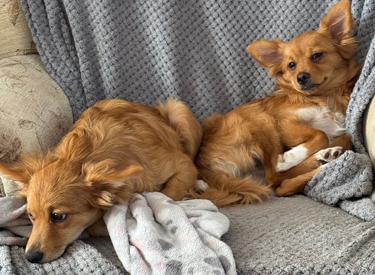 Two beautiful puppies for sale