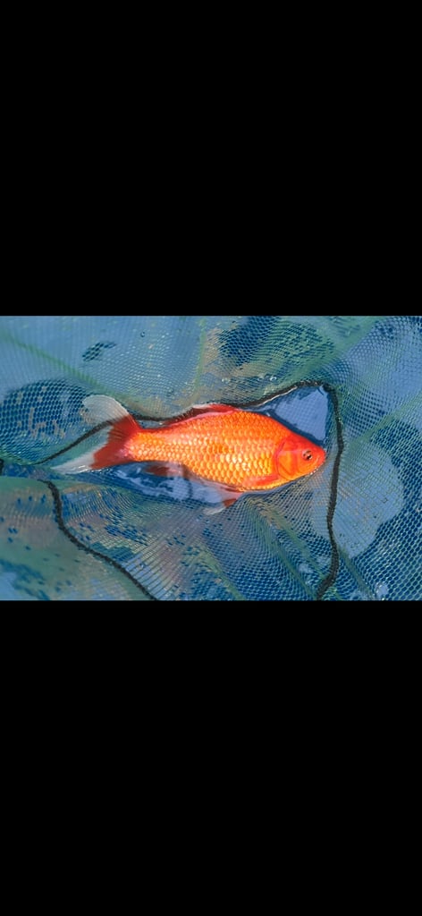 Koi pond with koi