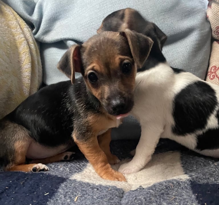 BEAUTIFUL JACK RUSSELL PUPPIES 