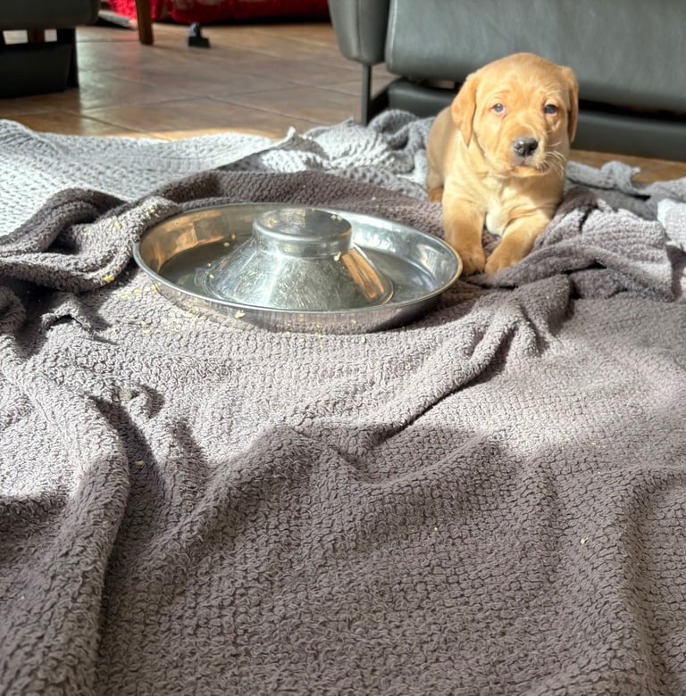Beautiful Fox Red Puppy