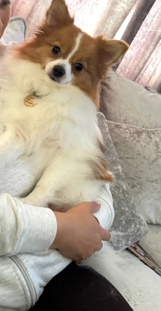 Pomeranian 2 year old 