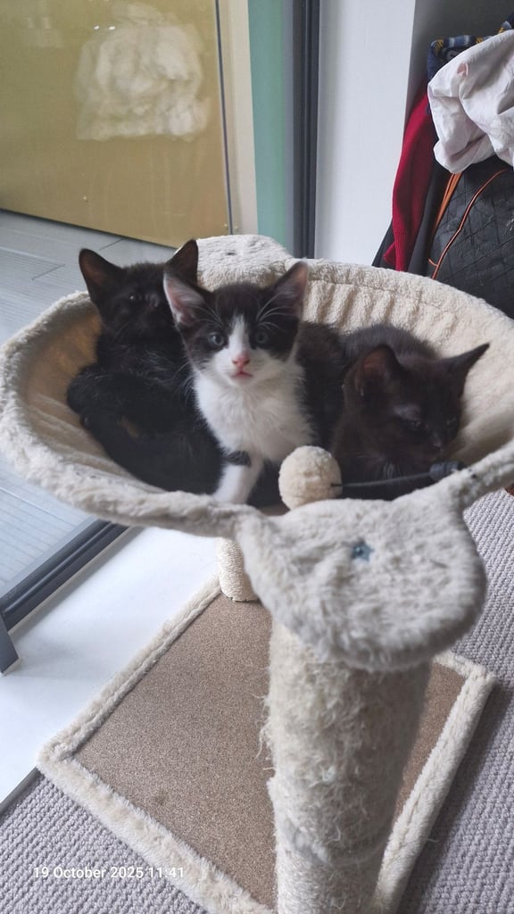 Kittens ready for adoption - 2 already reserved 