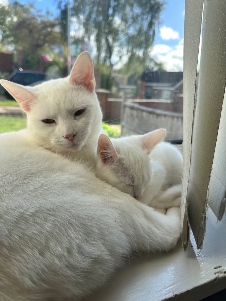 White Russian kitten 