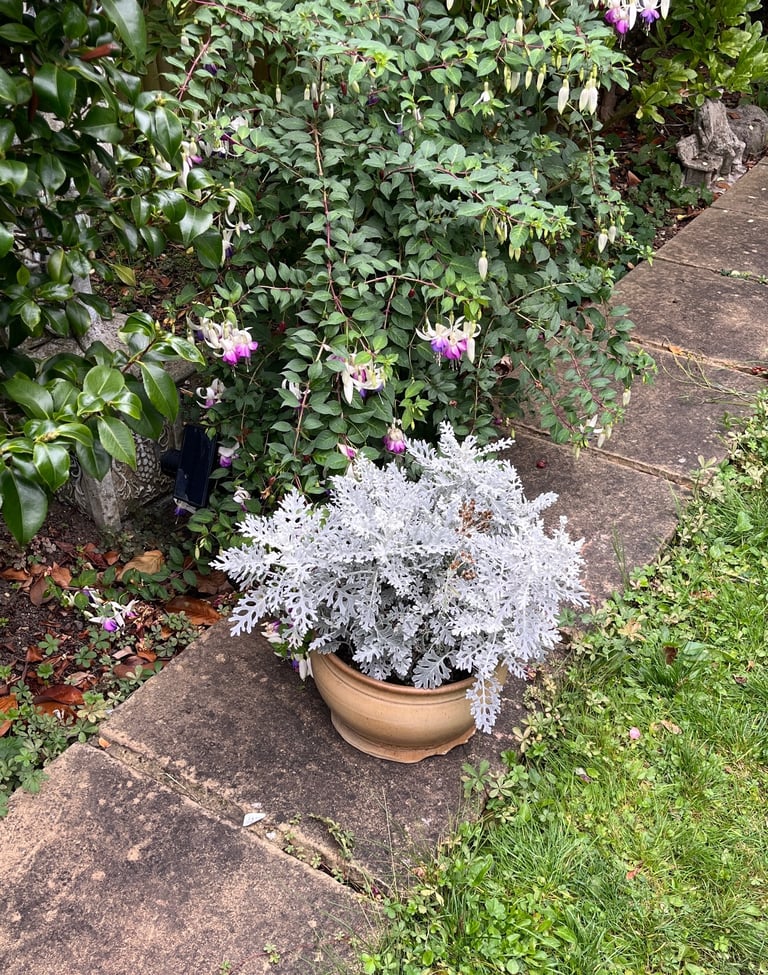 Ceramic Garden Planter with Evergreen Foliage | 30cm Diameter, 19cm Height | Winter ready