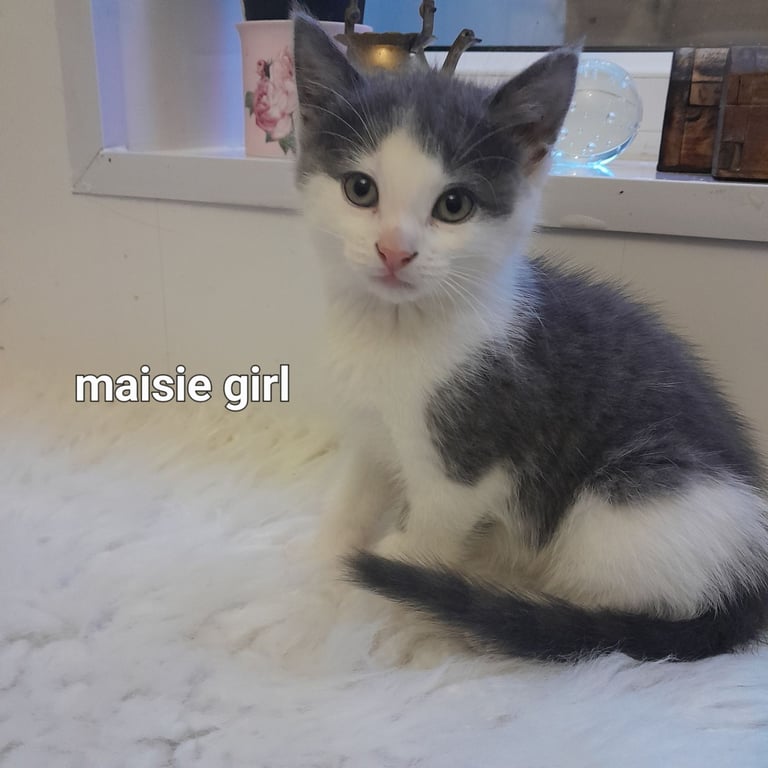  Bi colour white and blue kittens siamese/british shorthair/mix