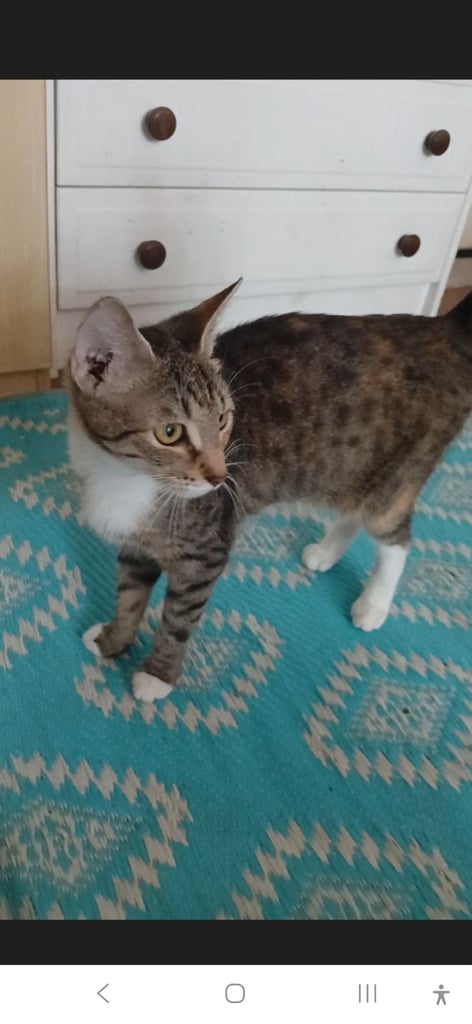 2 female  cats looking for rehoming 