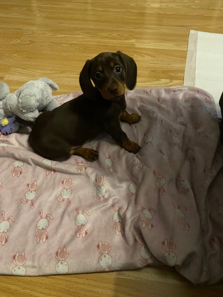 image for Female Choc & Tan Miniature Dachshund Puppy