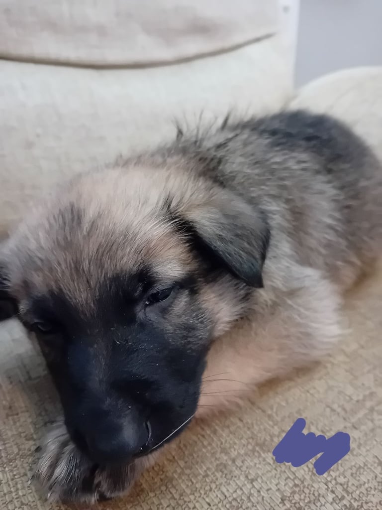 German Shepherd puppies 