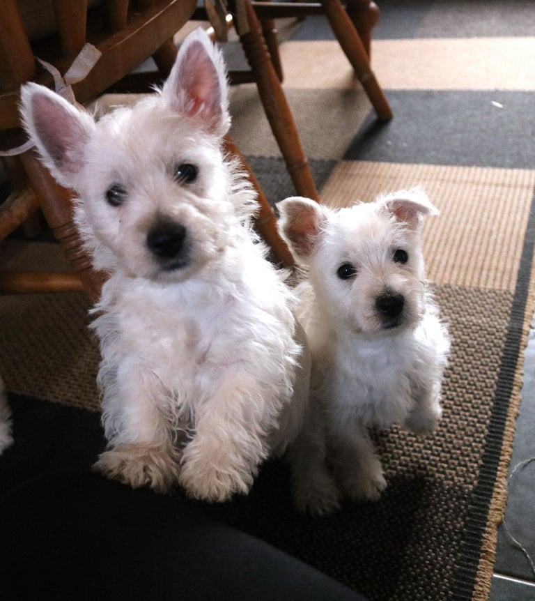 West Highland Terrier Dogs Puppies for Sale Gumtree