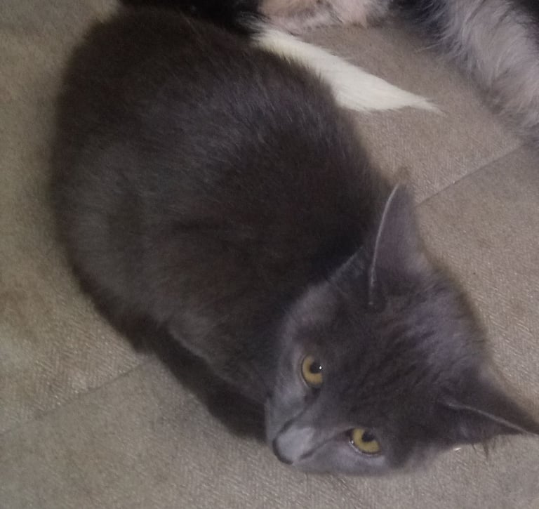 2 Beautiful girls looking for New homes