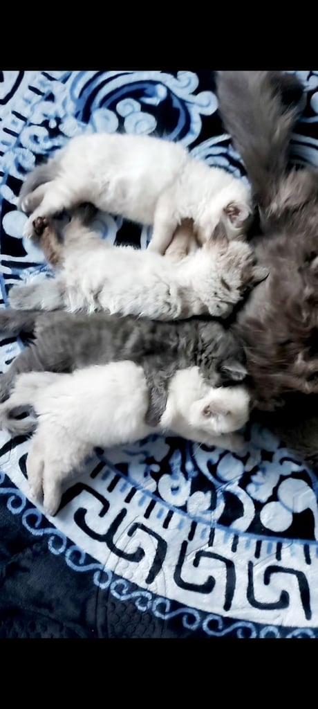 Ragdoll kittens 9 weeks