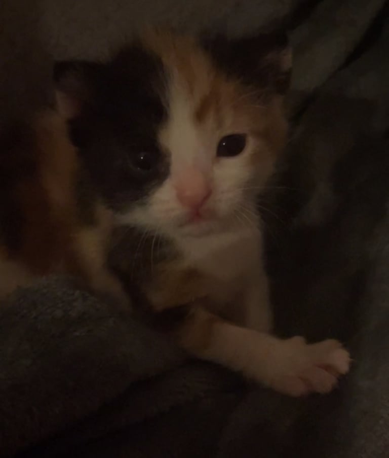 Mum and kitten for adoption 