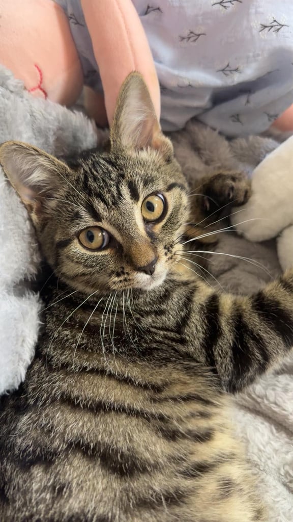 image for Female tabby kitten 