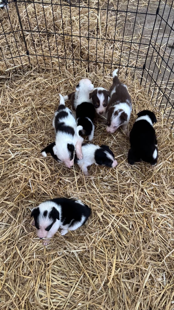 Puppies