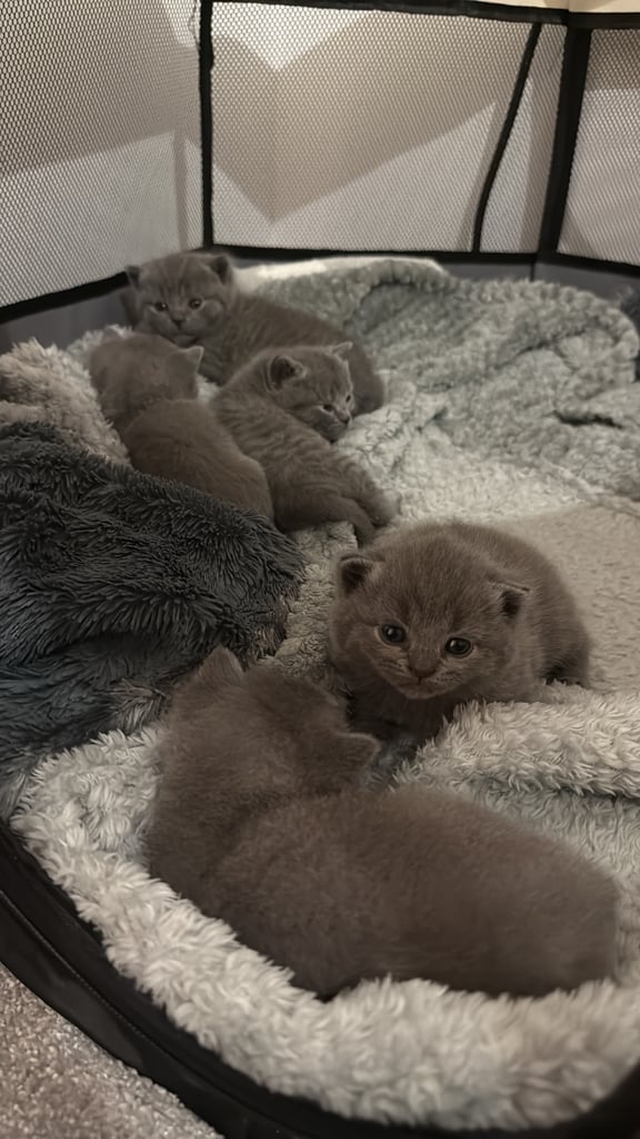 Gorgeous Blue Kittens – British Shorthair x Russian Blue Mix 