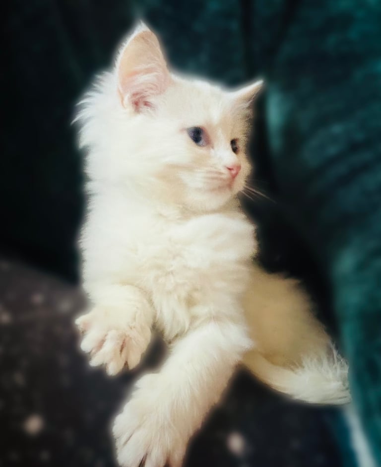 Persian kitten 