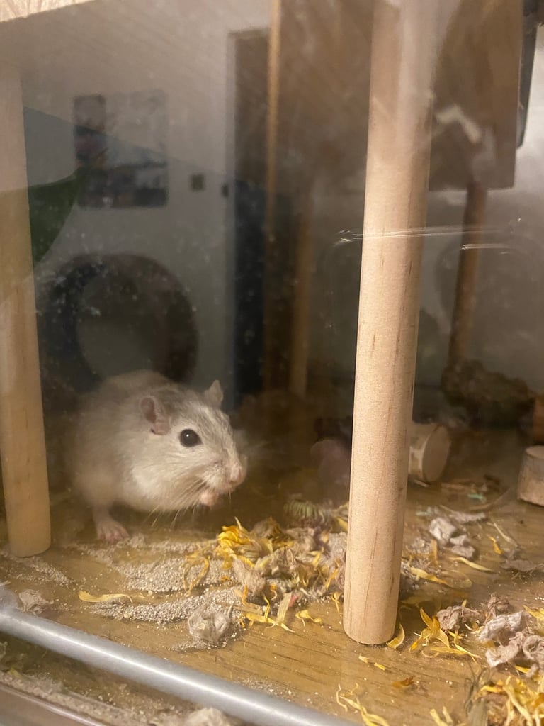 Detolf ikea tank and 2 gerbils 