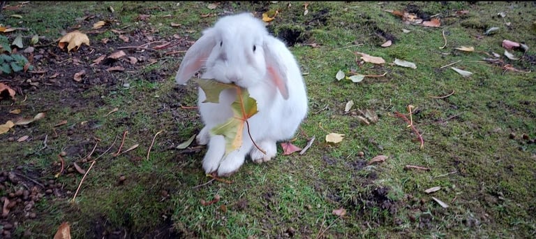 Multiple rabbits for sale