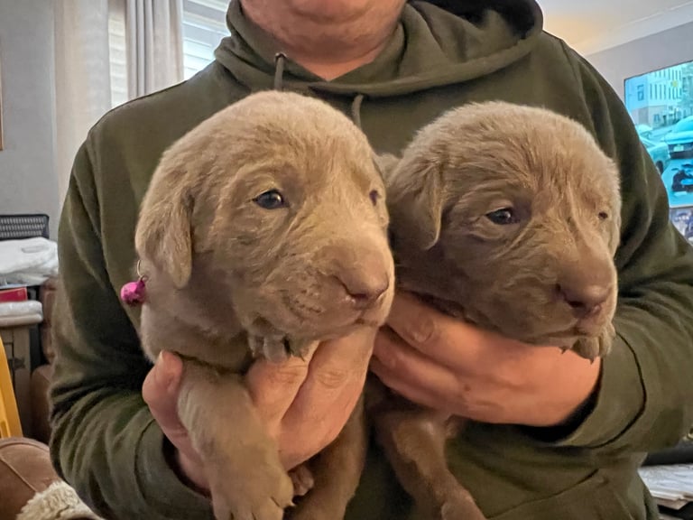 Kc dna clear silver Labrador pups 