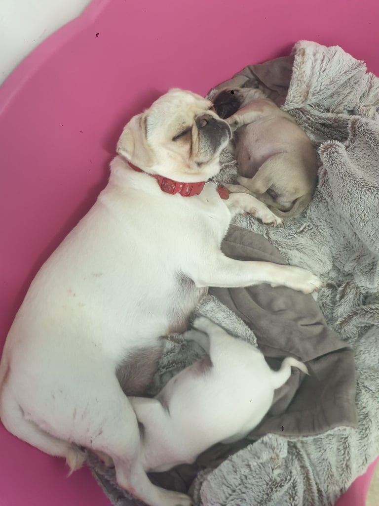 Pug pups litter of 2 girls 