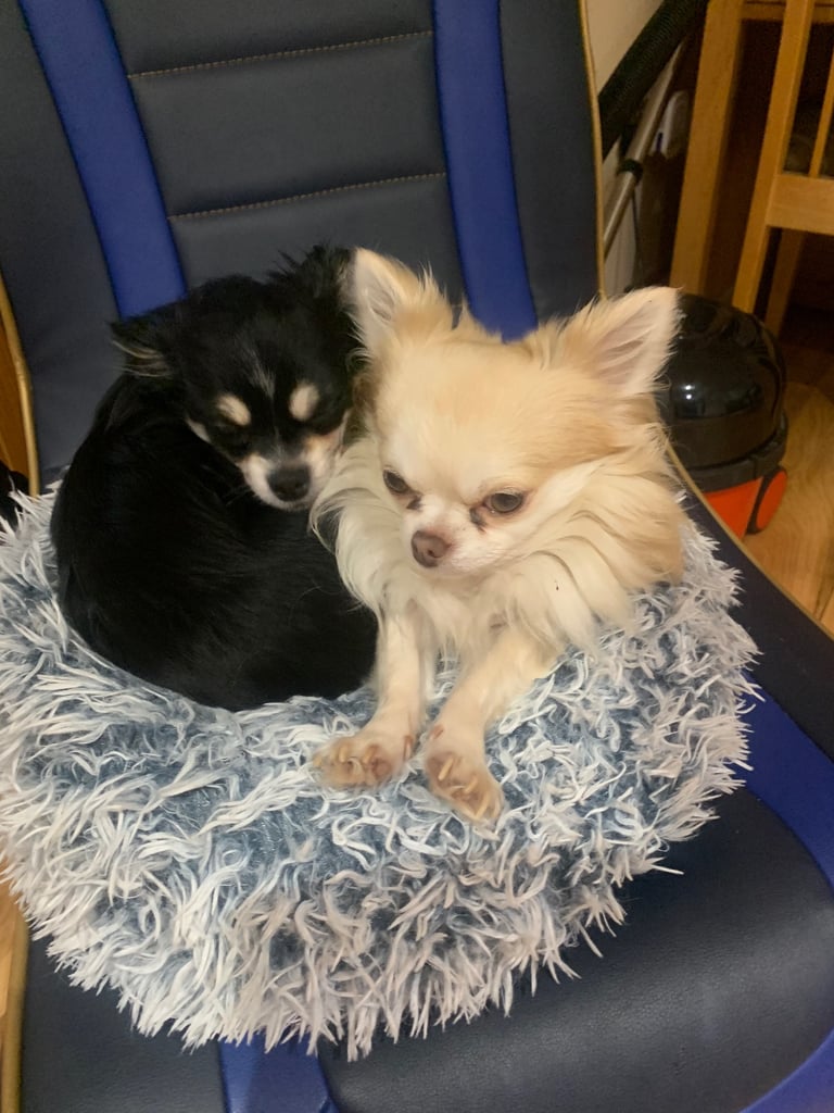 Tiny chihuahuas, long haired, £800 each 
