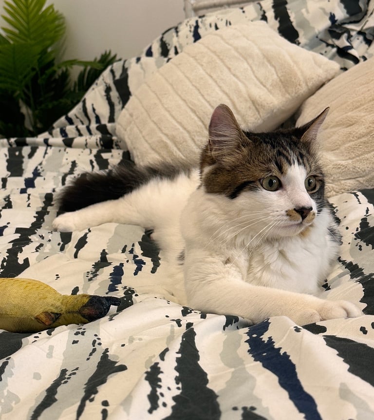 Beautiful 1-Year-Old Persian × Ragdoll Cat Looking for a Loving Home