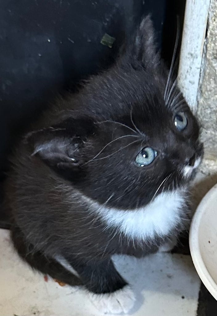 Adorable mixed kittens 