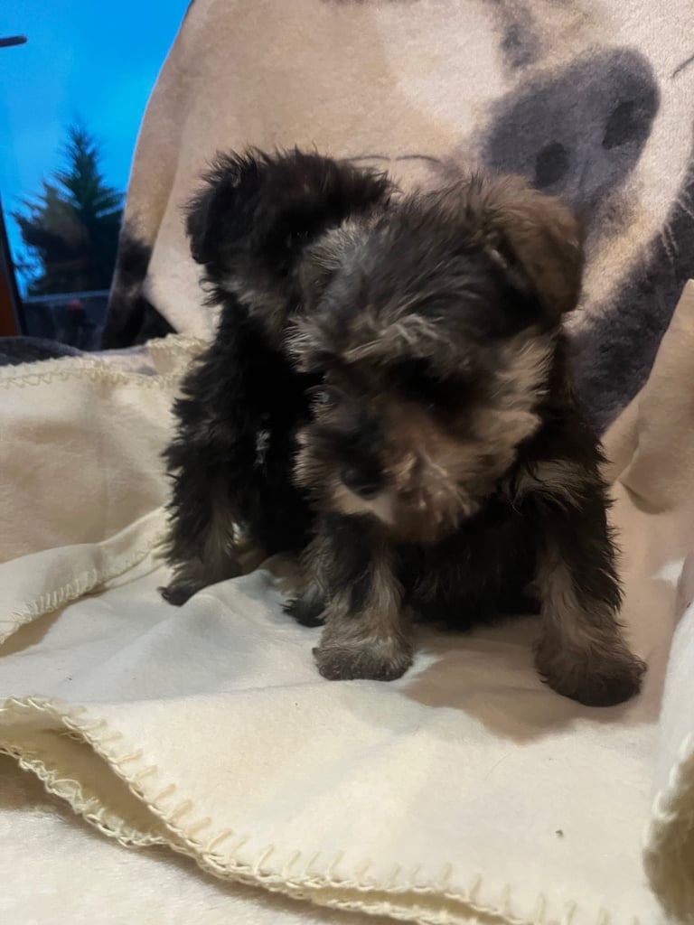 Miniature Schnauzer pups k.c reg’d