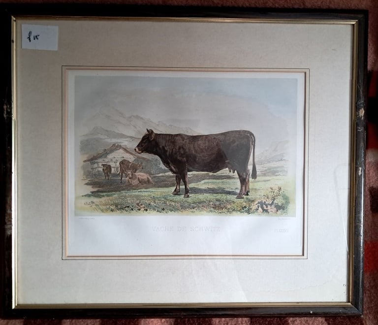 6 x European Cattle Breeds-original f&g coloured antique prints-1856 Paris  Show-£7 each