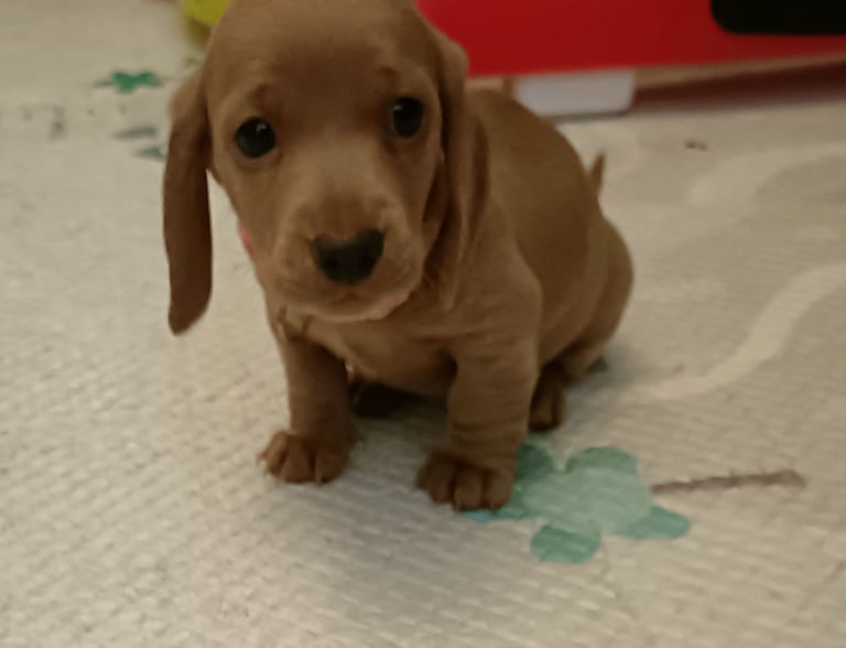 Miniature dachshund puppies 