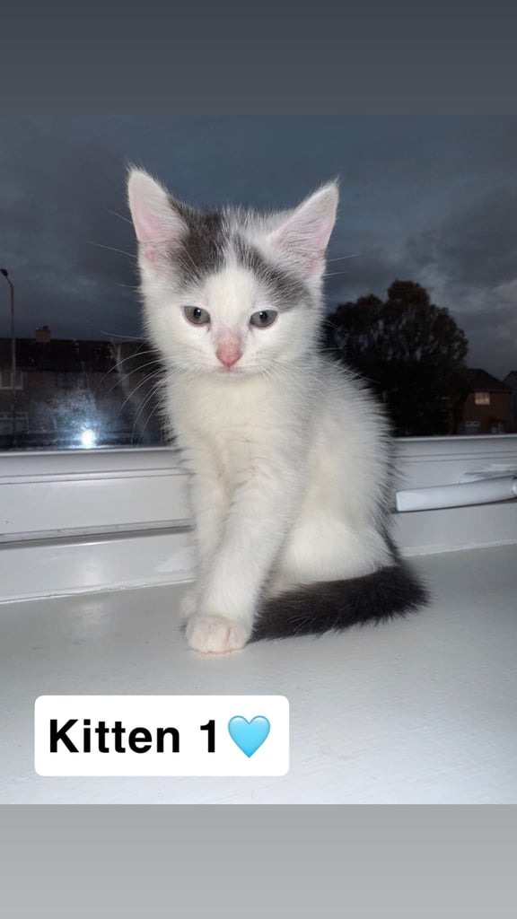 2x male mixed breed kittens for sale 