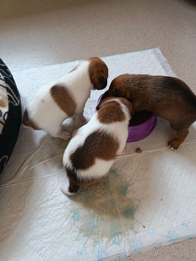 image for 3 adorable jack russell pups for sale