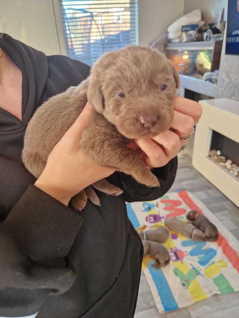 Silver labrador's KC