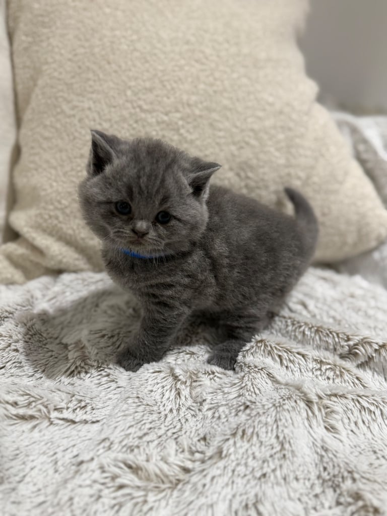 BSH kittens - All SOLD 