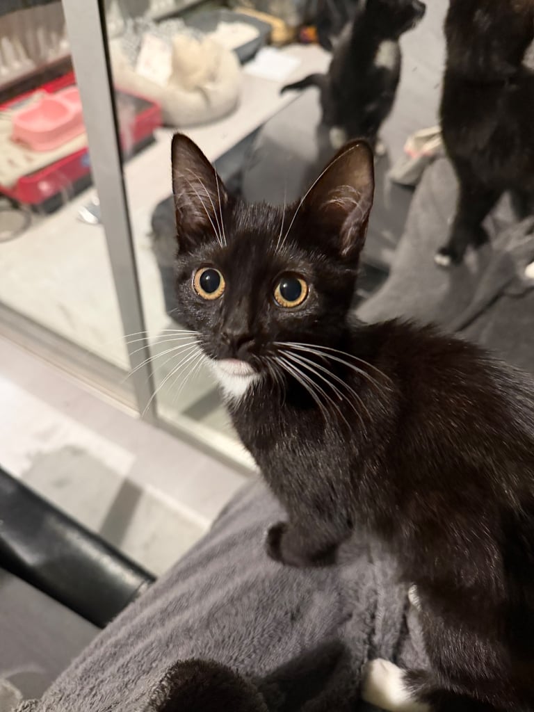 2 tuxedo male kittens need loving homes