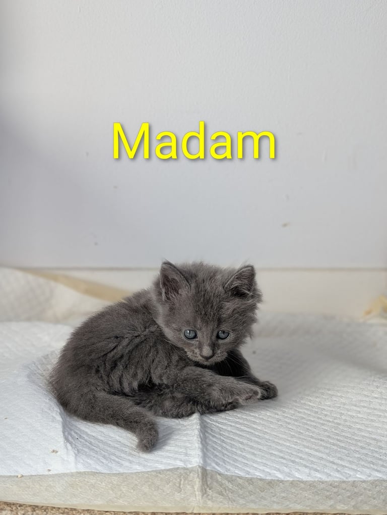 6 Beautiful Kittens - ONE AVAILABLE 
