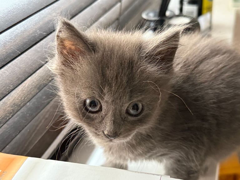 Maine coon / Persian/ British Blue mix - cute grey fluffy kitten ready to leave now