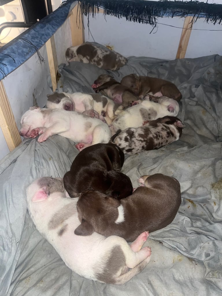 American bulldog bully