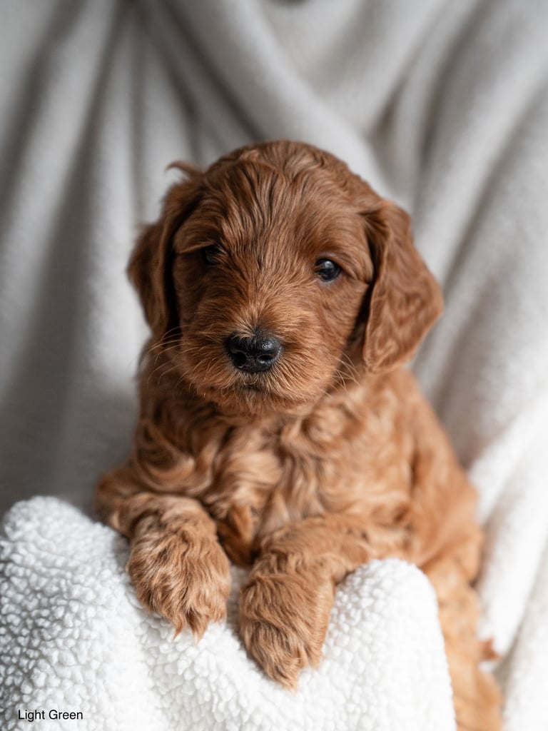 Golden doodles F1bb puppies hypoallergenic and malting