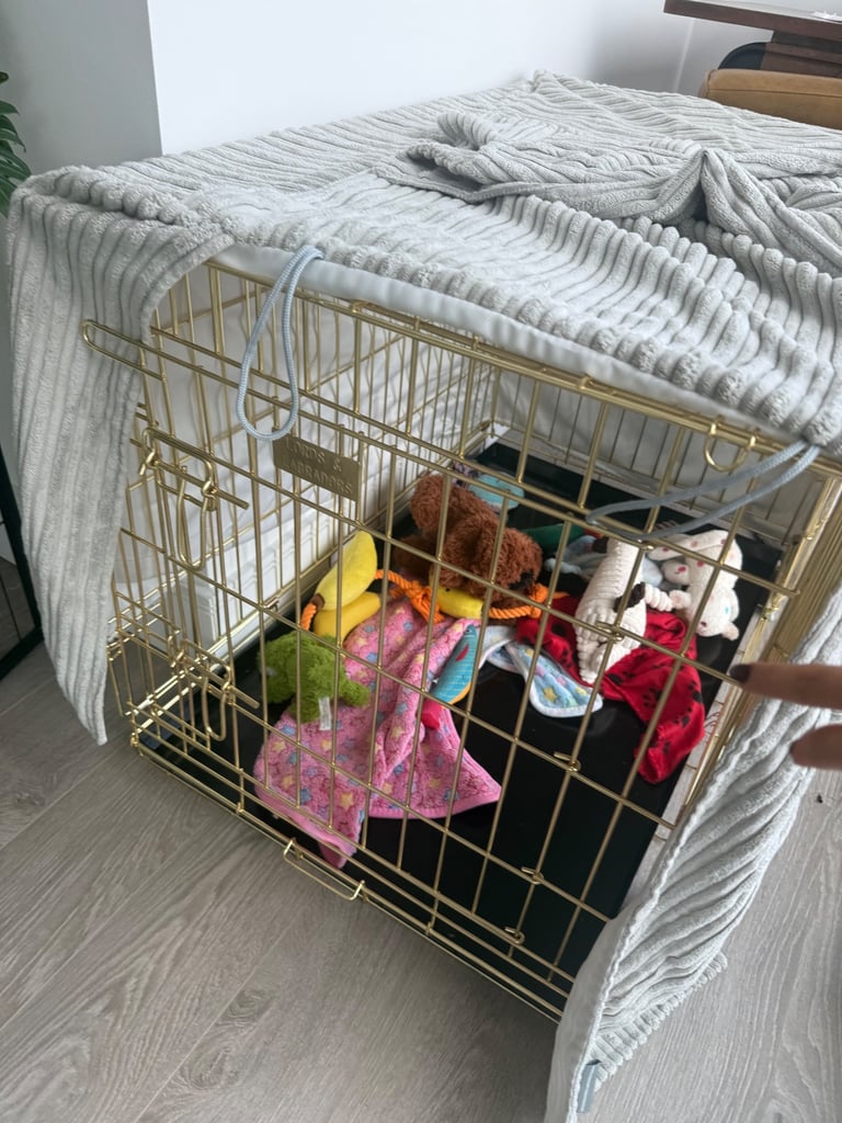 Labradoodle for sale - serious buyers only 