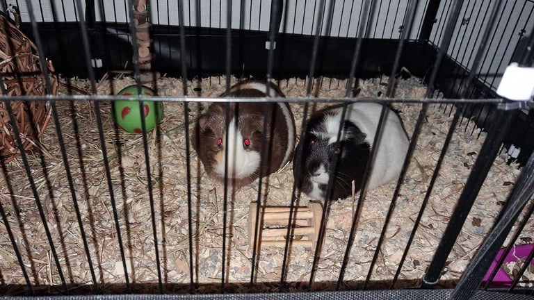 2 Guniea pigs and enclosure