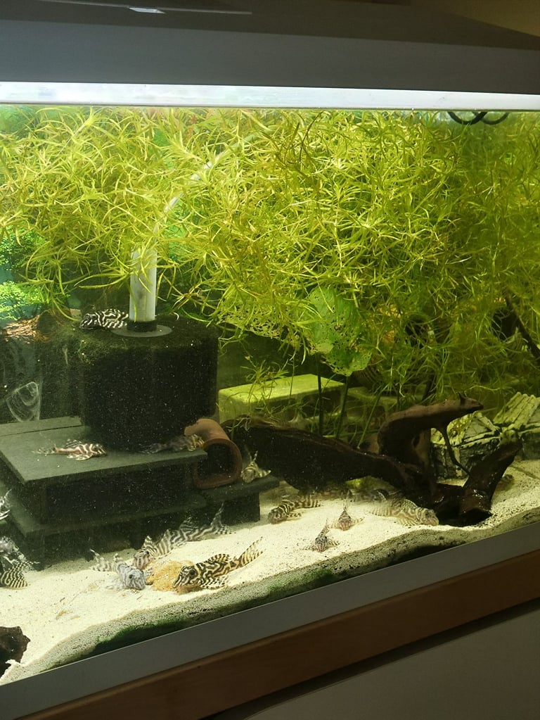 L236 and l066 pleco for sale