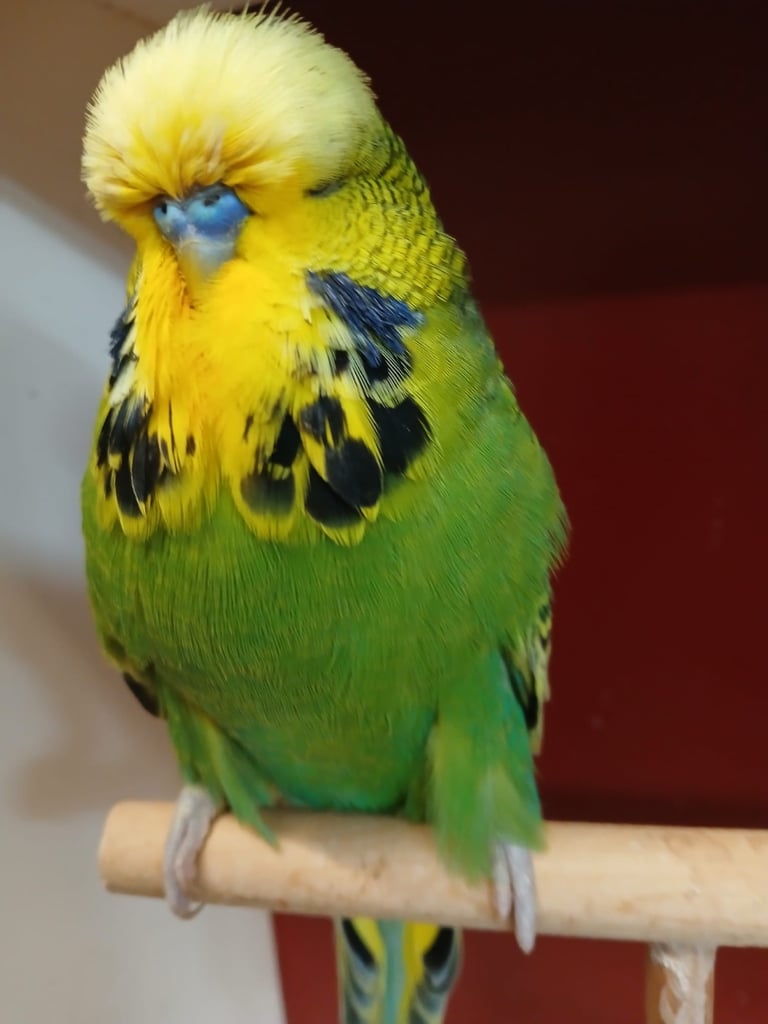 Stunning Rare Tame Male Exhibition Budgie