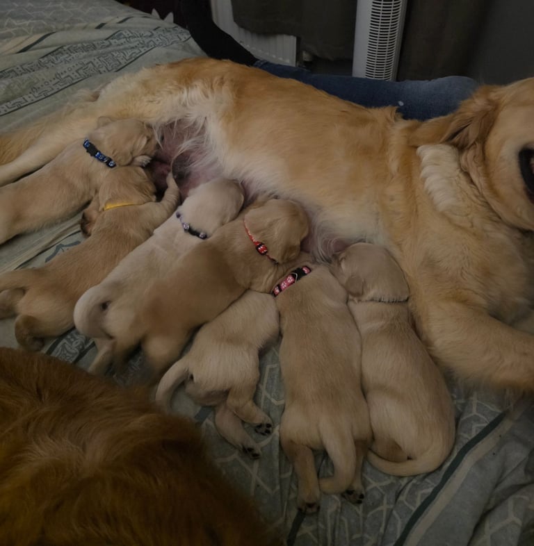 Golden retriever puppies 