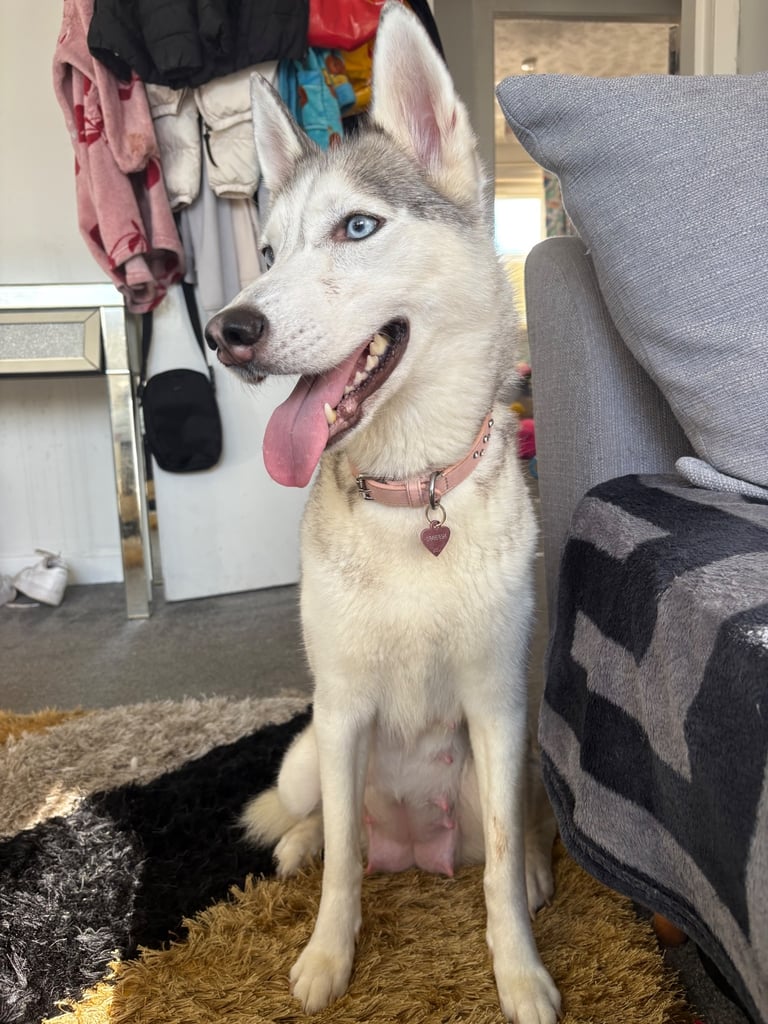 Husky puppies 