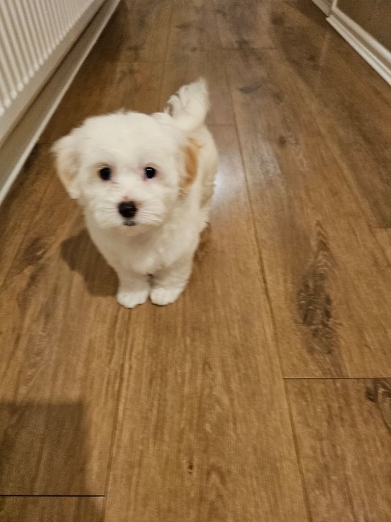 Bichon Maltese