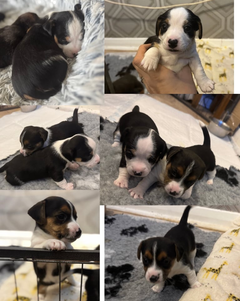 ONE tri coloured Jack Russel girls available 