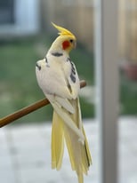 Cockatiels and cage 