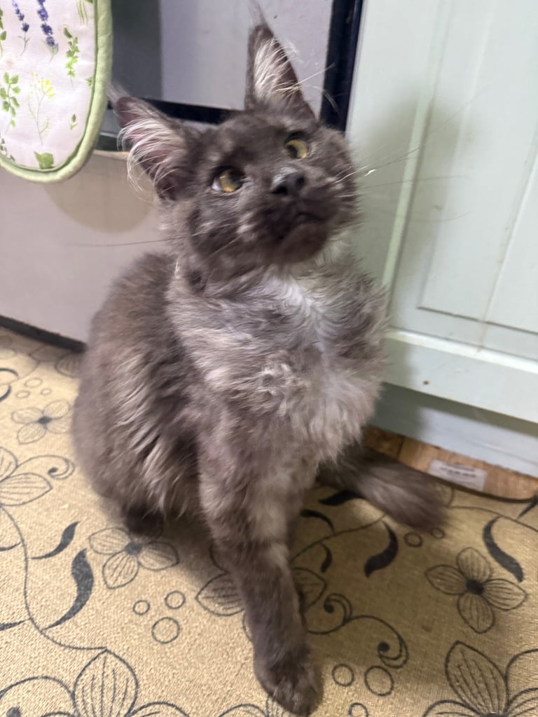 🖤 Beautiful RICA Registered Maine Coon Male – Affectionate & Stunning Smoke Coat 🖤