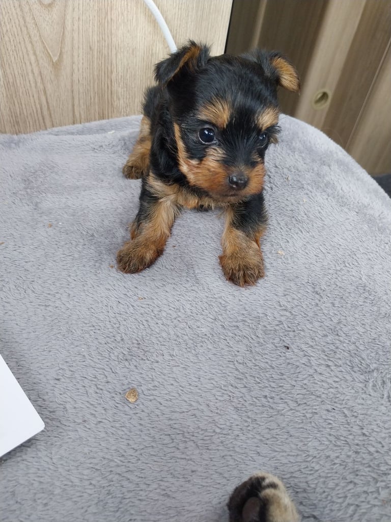 2 Yorkshire terror puppies 